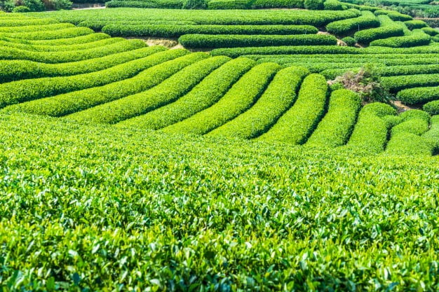 Green tea 