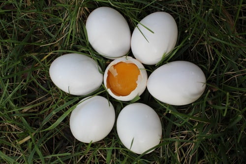Egg