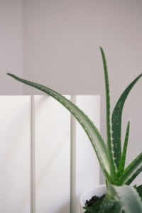 TRY ALOE VERA GEL