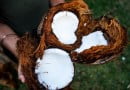 TRY COCONUT HAIR OIL
