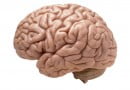 Brain Food For Students