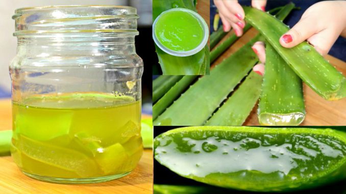 Benefits Of Aloe Vera Juice To Lowers High Cholesterol﻿