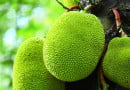 jackfruit benefits for diabetes