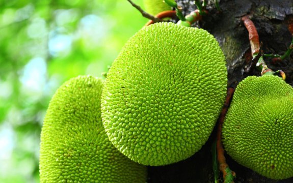 jackfruit benefits for diabetes