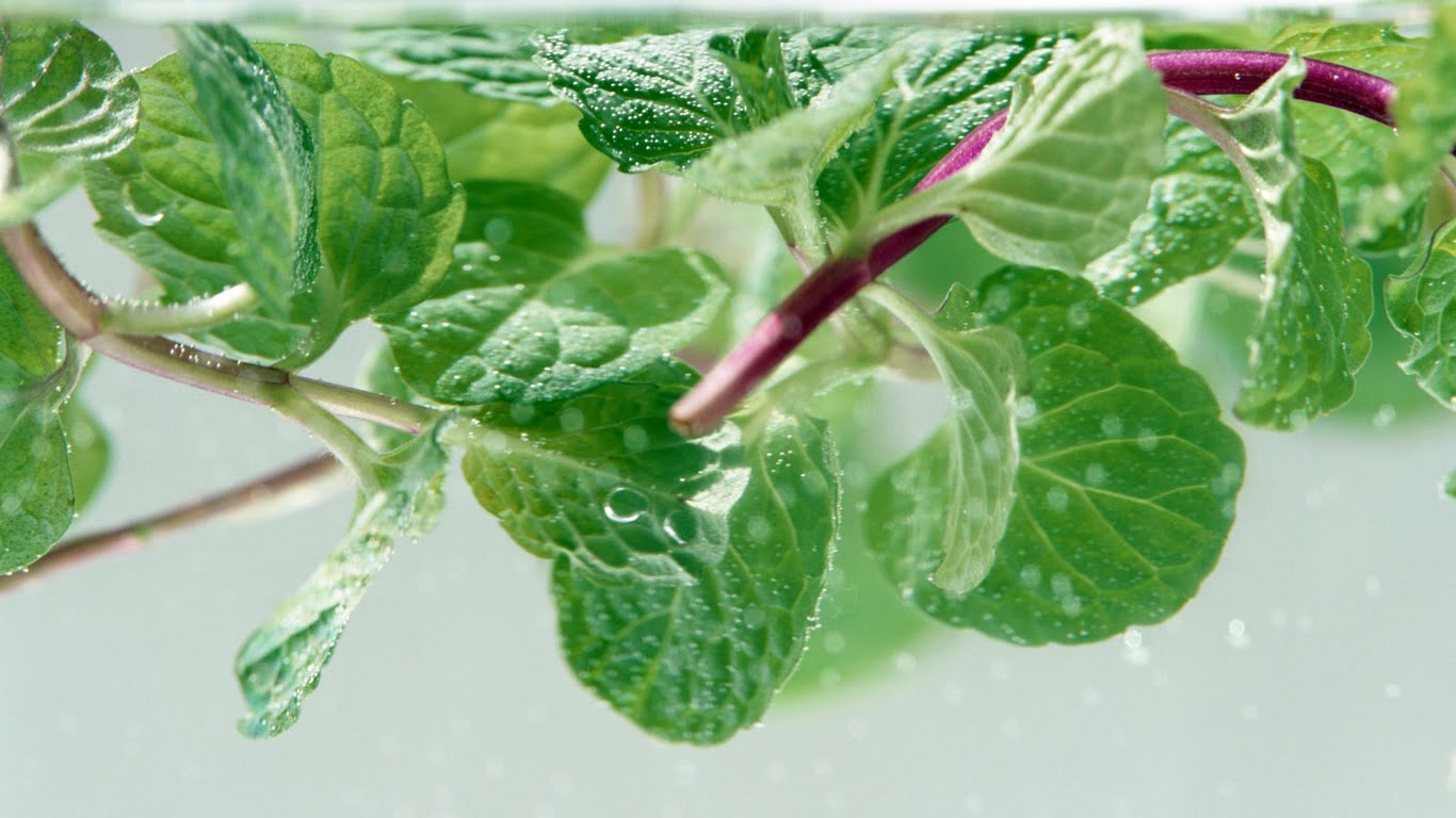 Mint Leaves And eyes potatoes vitamin