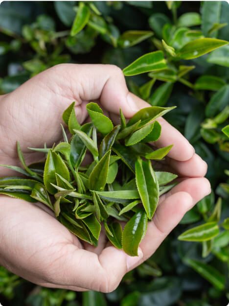 Green Tea