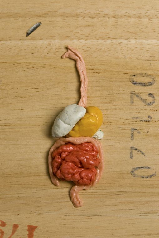 Digestion System