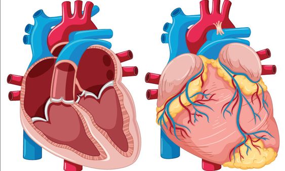 Types Of Heart Blockage