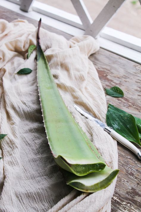 Aloe Vera