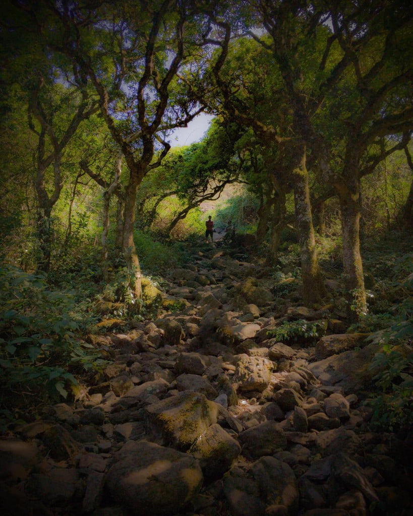 Pushpagiri Wildlife Sanctuary