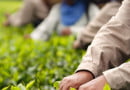 largest producer of tea