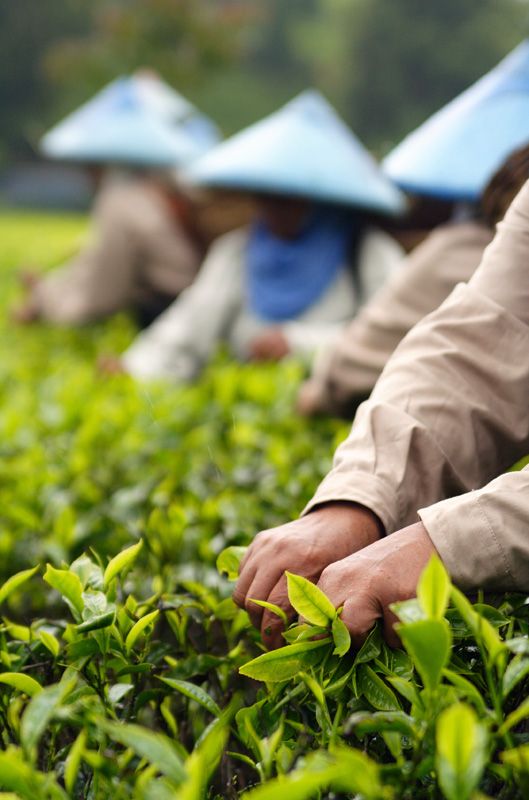 largest producer of tea