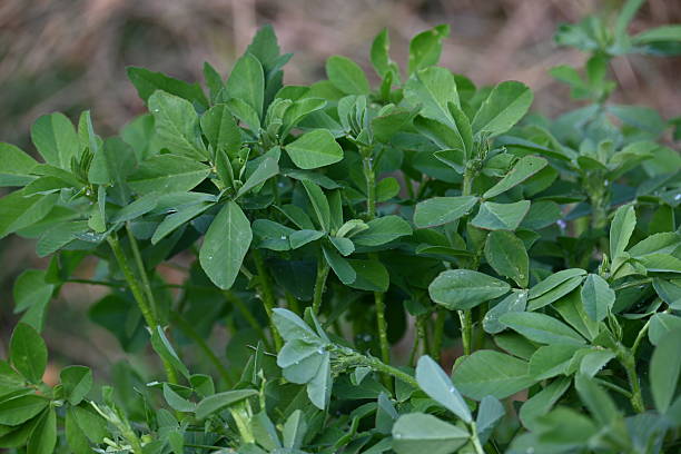 Fenugreek Leaves