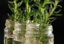 How To Care Rosemary