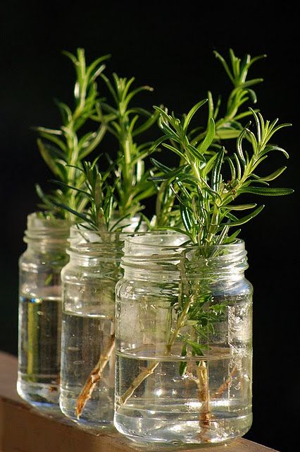 How To Care Rosemary
