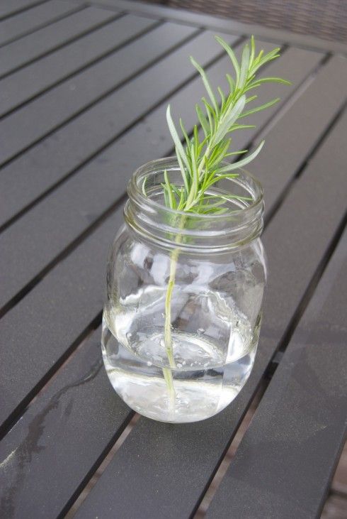 Tips To Grow Rosemary Indoors