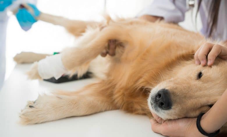 10 Ways to Help Your Dog With Seizures And Epilepsy