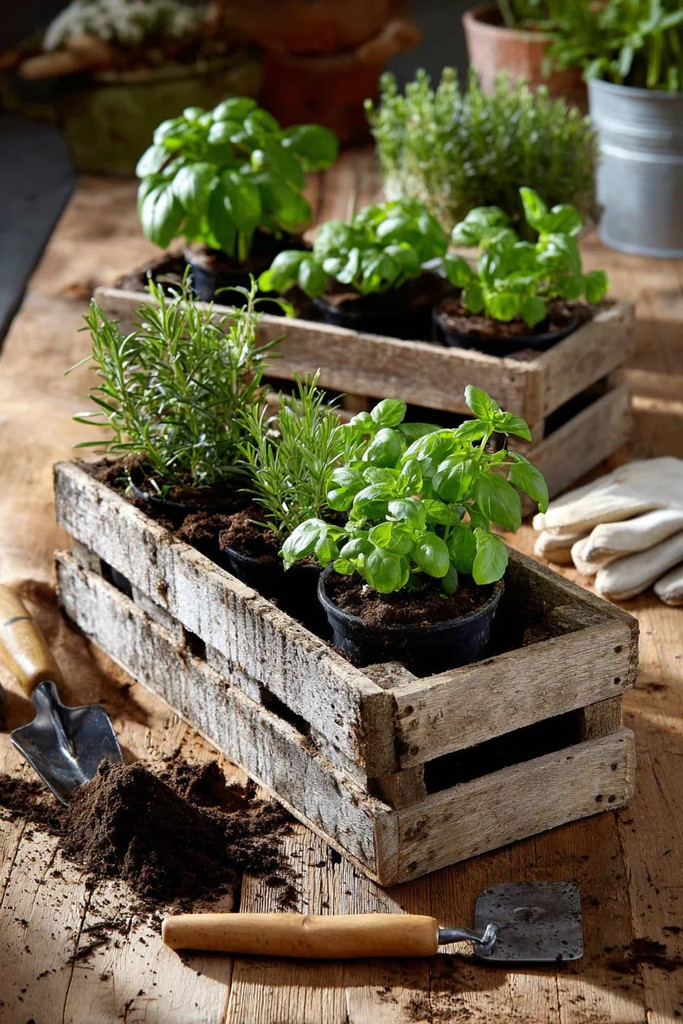 Indoor Garden Kit