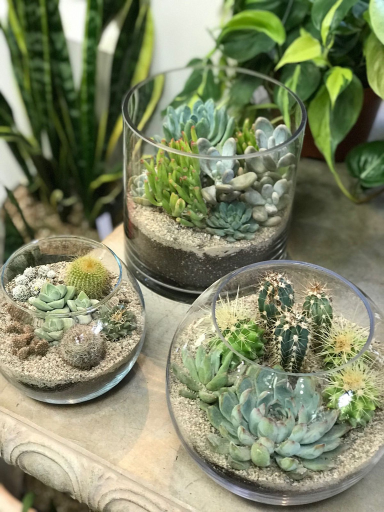 Mini Succulent Terrarium Kit